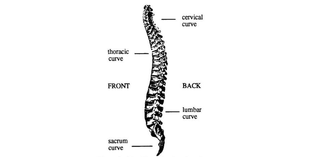 Choosing A Carrier, Infant Carriers And Spinal Stress